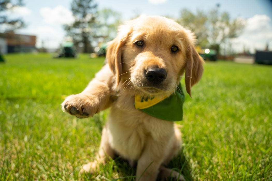 John Deere Reversible Bandana